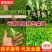 云南球生菜苗(结球生菜)货量大全国接单成活率高提供技术指