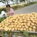 苏北地区精品荷兰十五土豆沃土，V73两以上通货