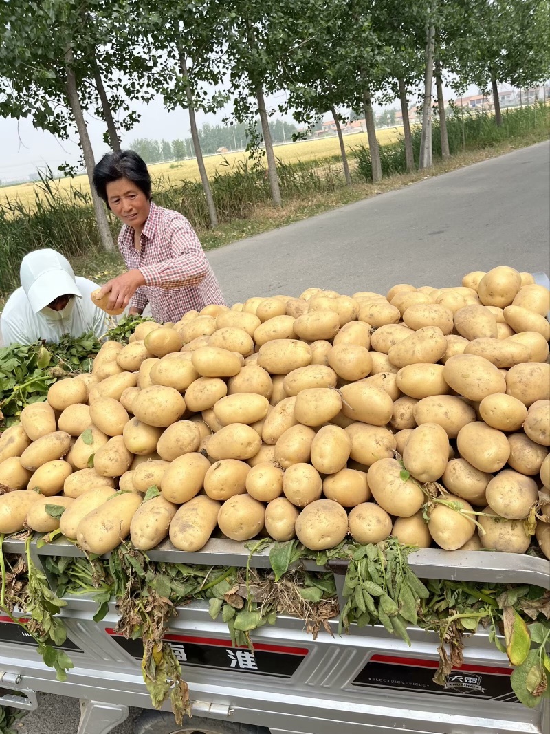 苏北地区精品荷兰十五土豆沃土，V73两以上通货