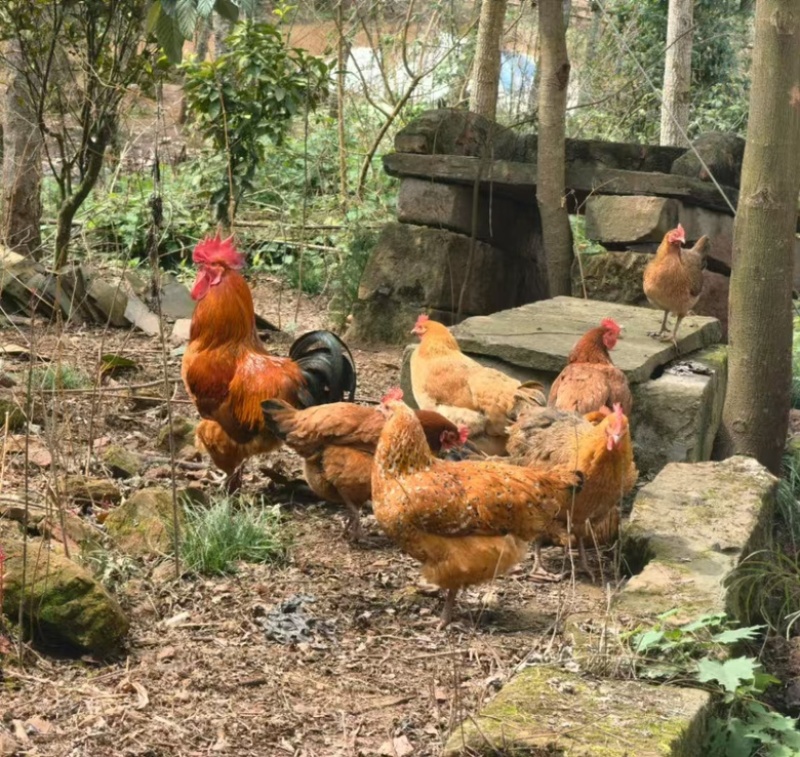 正宗土鸡，亲自饲养，品质优良，欢迎咨询，量大从优