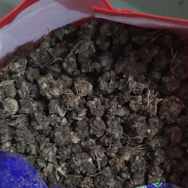 干猫爪草