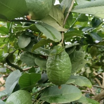 广东香水柠檬