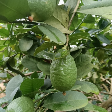 广东香水柠檬