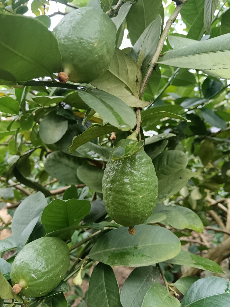 广东香水柠檬