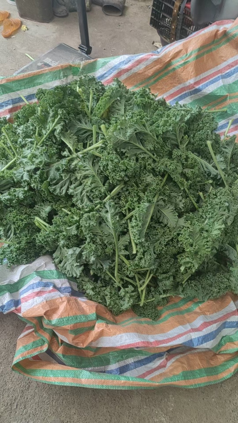 冷饮用深墨色羽衣甘蓝