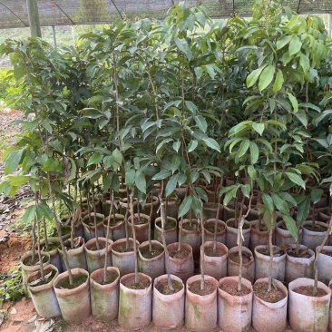 广西荔枝树苗仙进奉荔枝嫁接苗