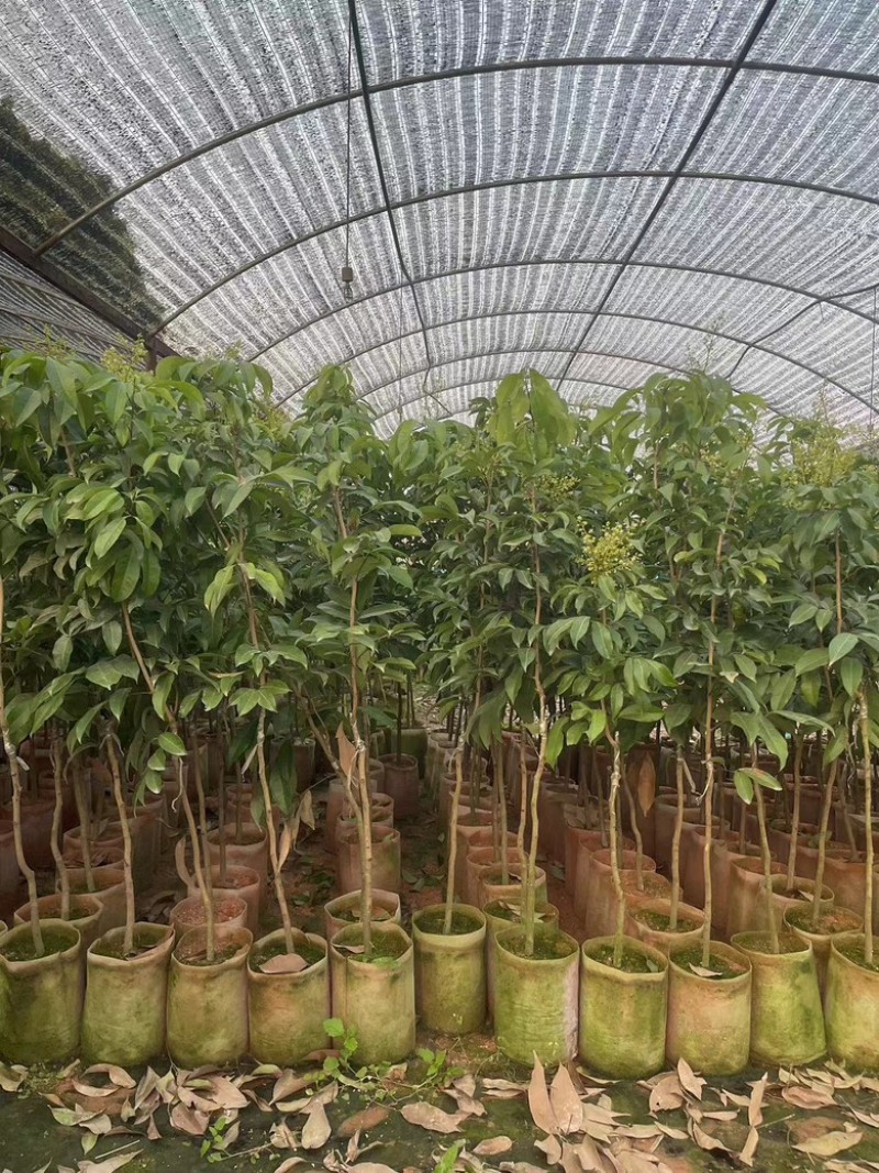 广西荔枝树苗仙进奉荔枝嫁接苗