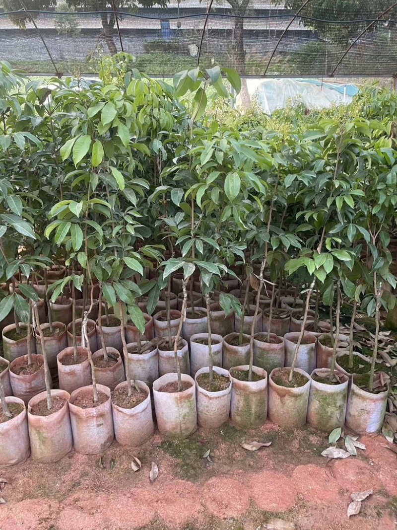 广西荔枝树苗仙进奉荔枝嫁接苗