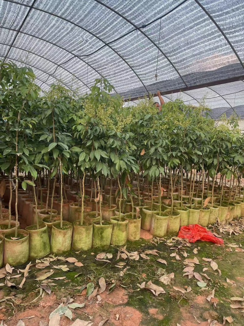 广西荔枝树苗仙进奉荔枝嫁接苗