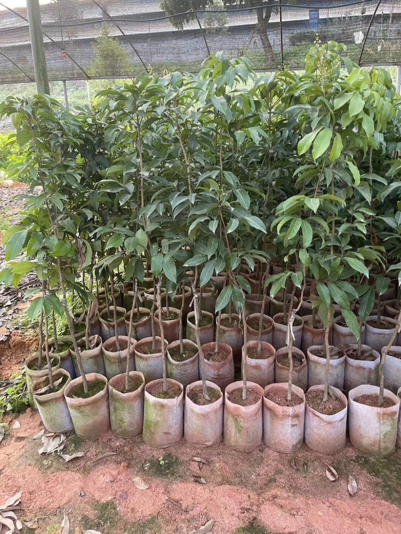 广西荔枝树苗仙进奉荔枝嫁接苗