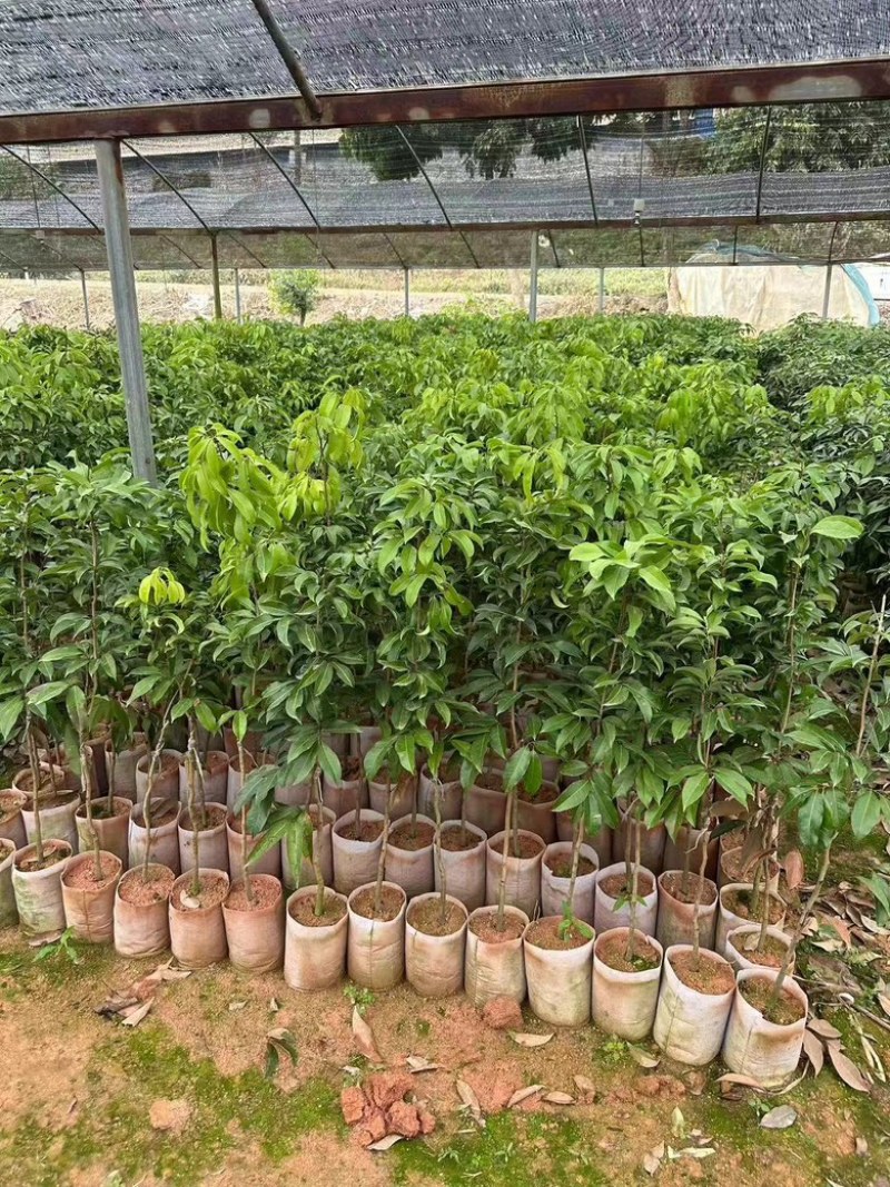 广西荔枝树苗仙进奉荔枝嫁接苗