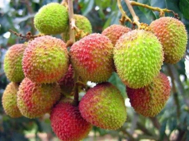 荔枝各品种齐全源头产区果园直发量大价优