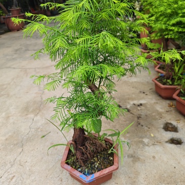 绿植