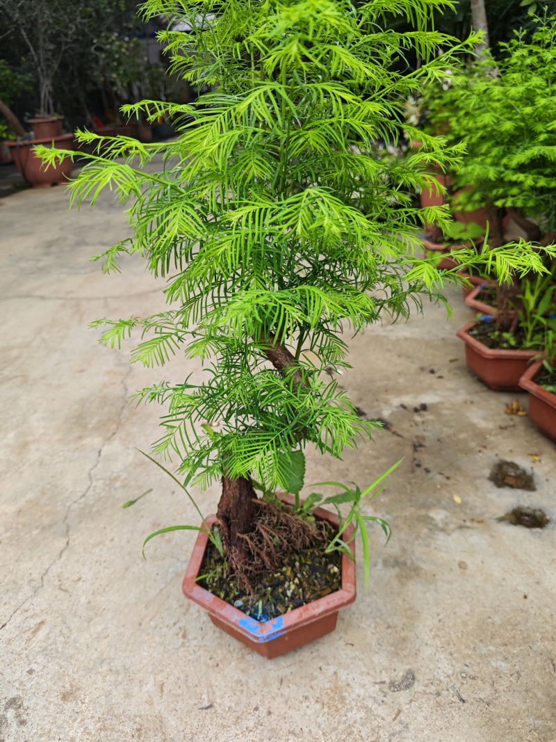 绿植