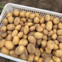 江苏南通新土豆货量大署形好表皮干净耐运输按需分拣打包