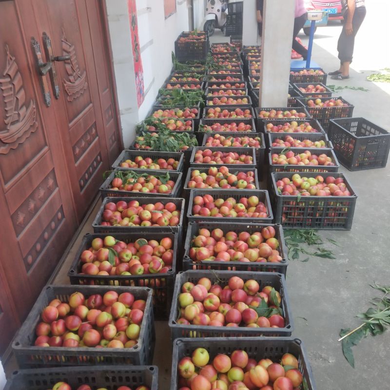 48油桃黄心油桃中油4/5沙地红油桃承接商超电商代发