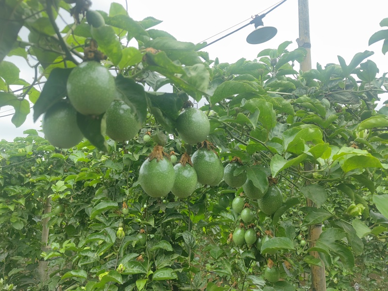 湛江徐闻百香果