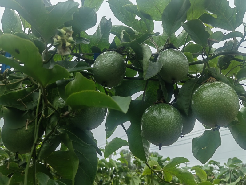 湛江徐闻百香果