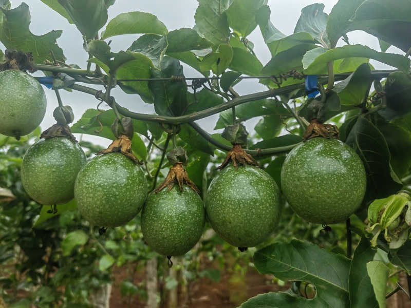 湛江徐闻百香果