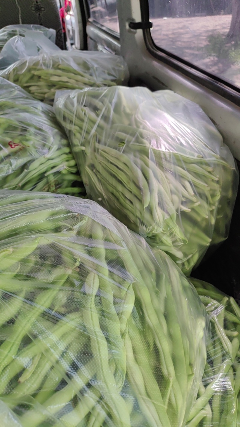 芸豆大量上市精品
