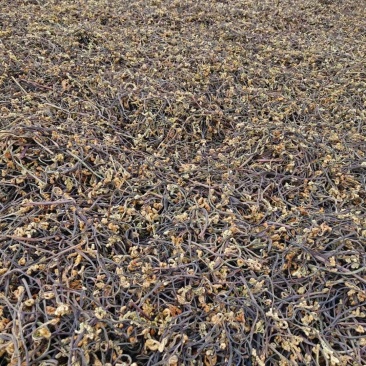 云南深山野生蕨菜，去根去杂，自然晾晒，绿色有机。