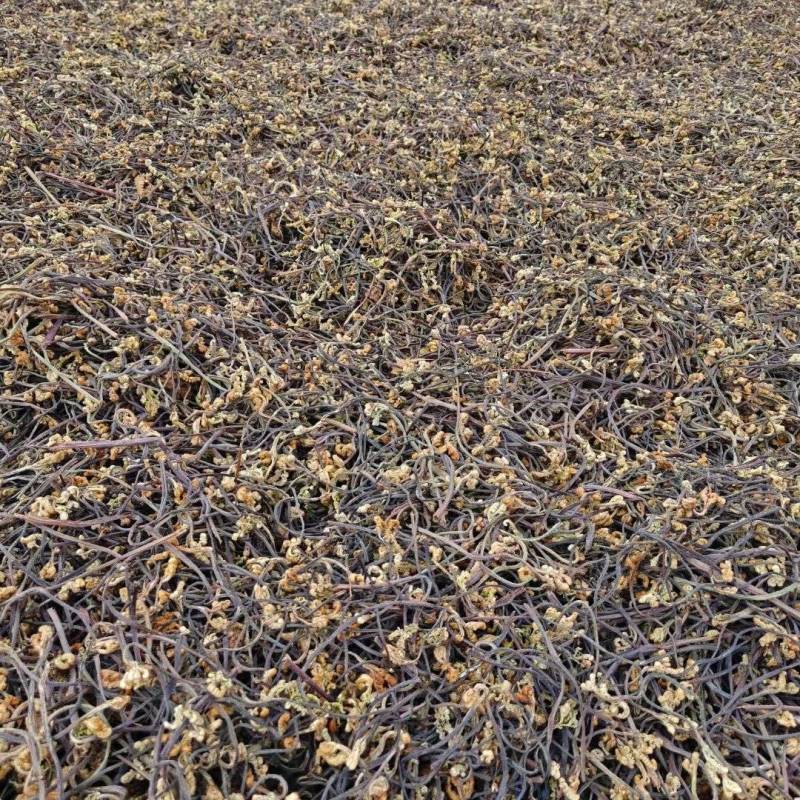 云南深山野生蕨菜，去根去杂，自然晾晒，绿色有机。