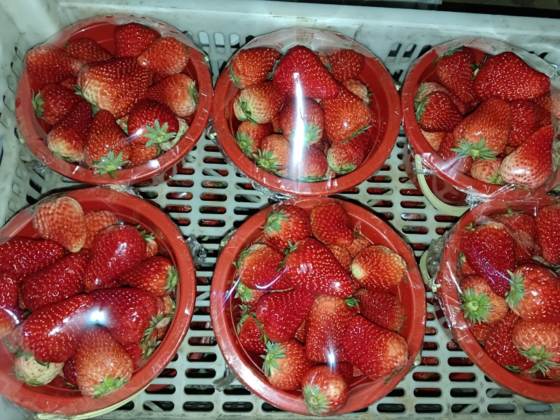 红颜九九草莓，冷棚草莓