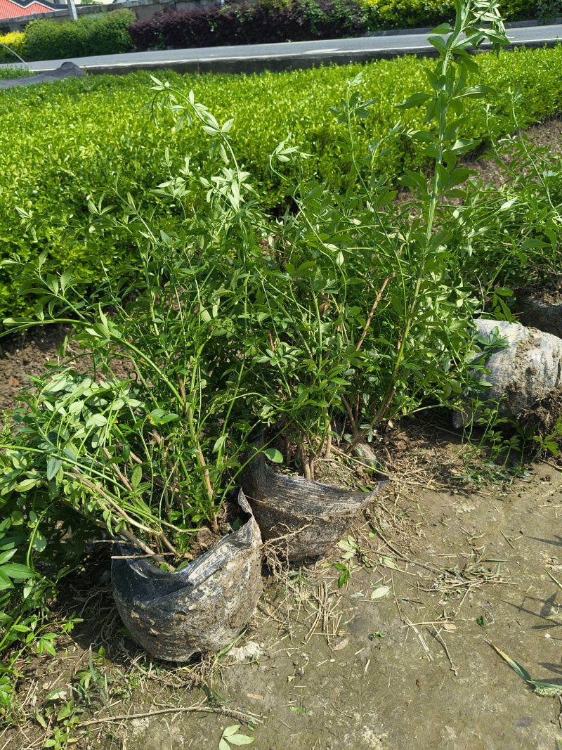 黄馨大桶21x26cm，基地有量，欢迎来一亩田订购。