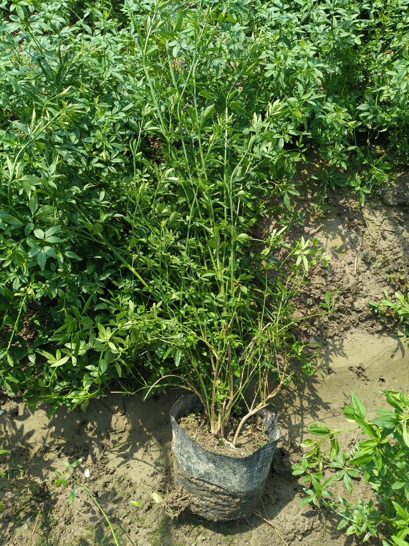 黄馨大桶21x26cm，基地有量，欢迎来一亩田订购。