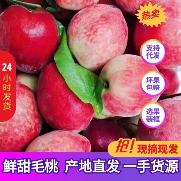 🅰毛桃春雪春蜜突围特早红红不软产地直销