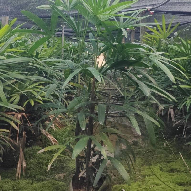 棕竹