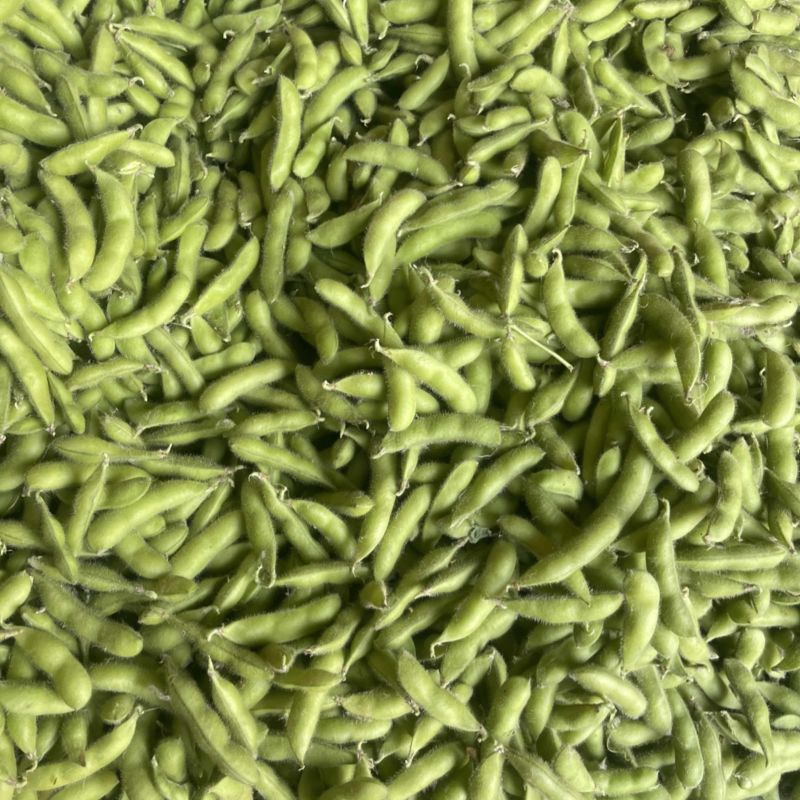 大棚精品翠绿宝上市