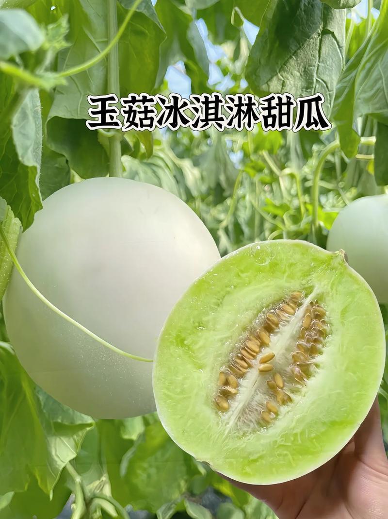 【实力】玉菇甜瓜安阳甜瓜大量供应皮薄多汁品质保证欢迎咨