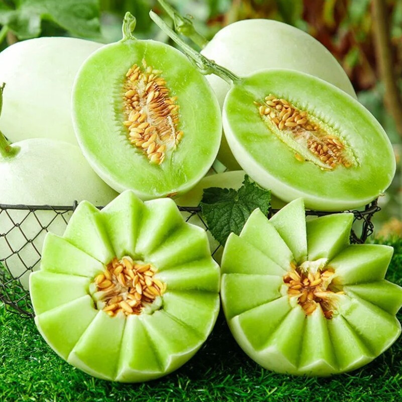 【实力】玉菇甜瓜安阳甜瓜大量供应皮薄多汁品质保证欢迎咨