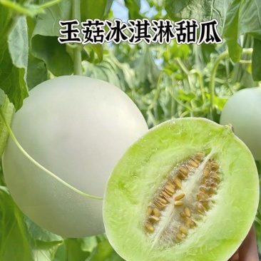【实力】玉菇甜瓜安阳甜瓜大量供应皮薄多汁品质保证欢迎咨
