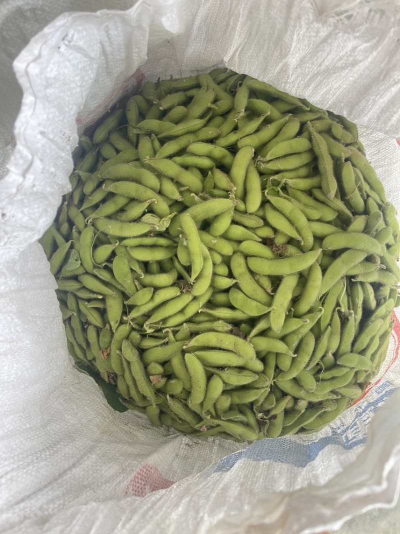 大棚精品翠绿宝上市