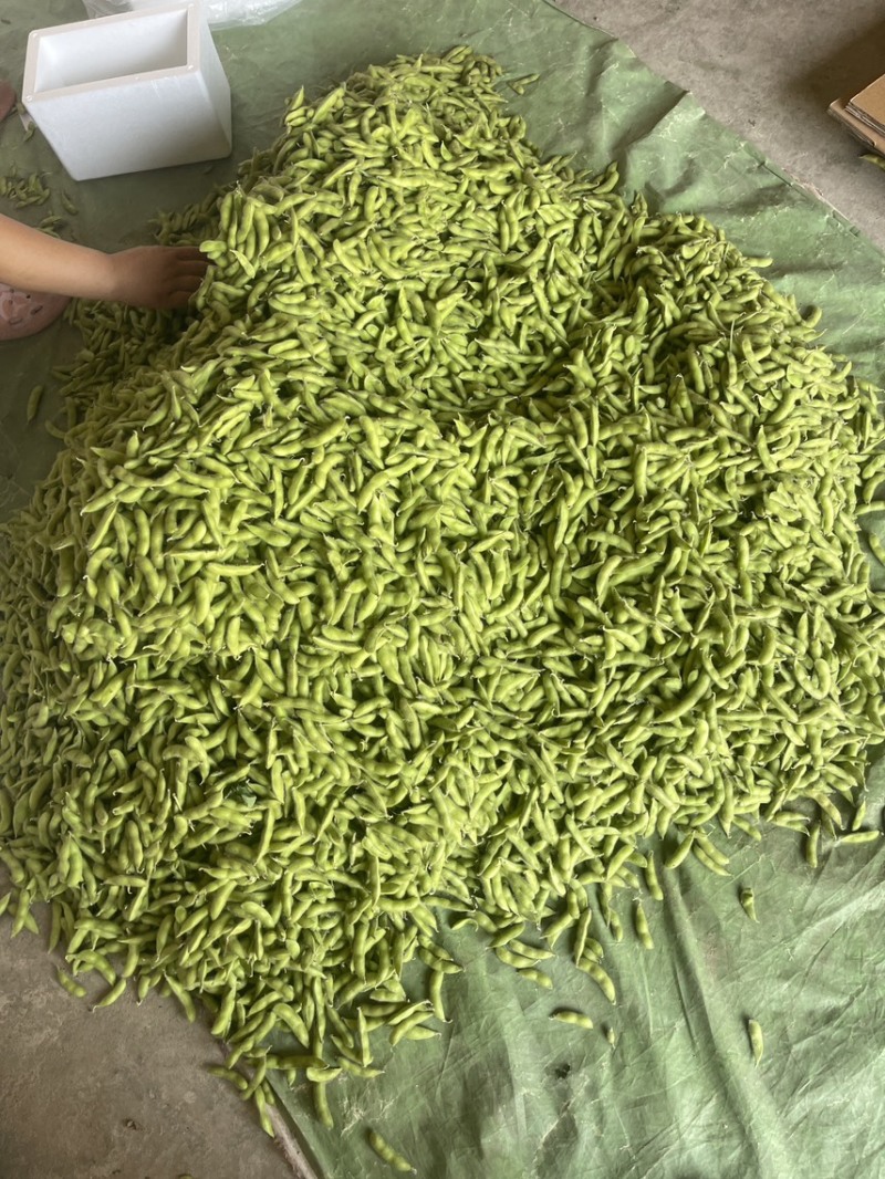 大棚精品翠绿宝上市