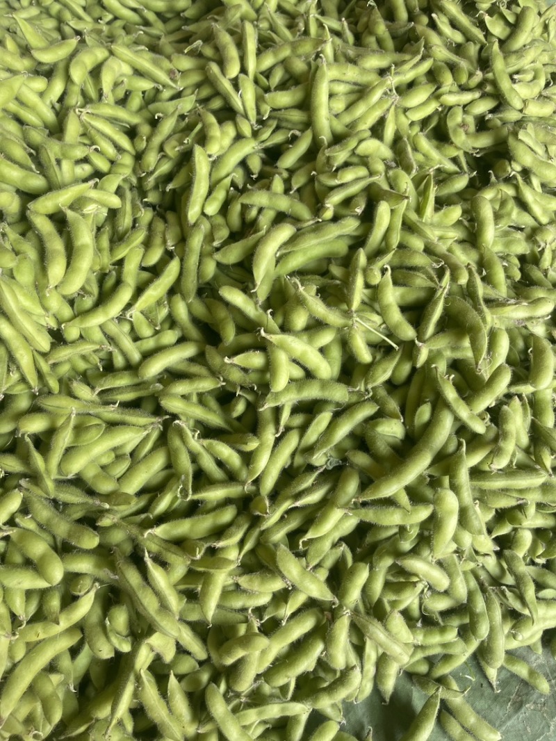 大棚精品翠绿宝上市