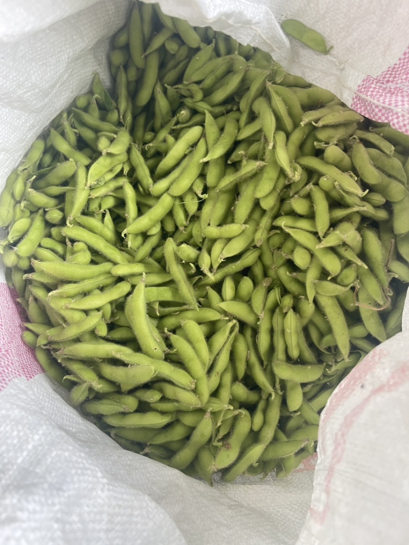 大棚精品翠绿宝上市