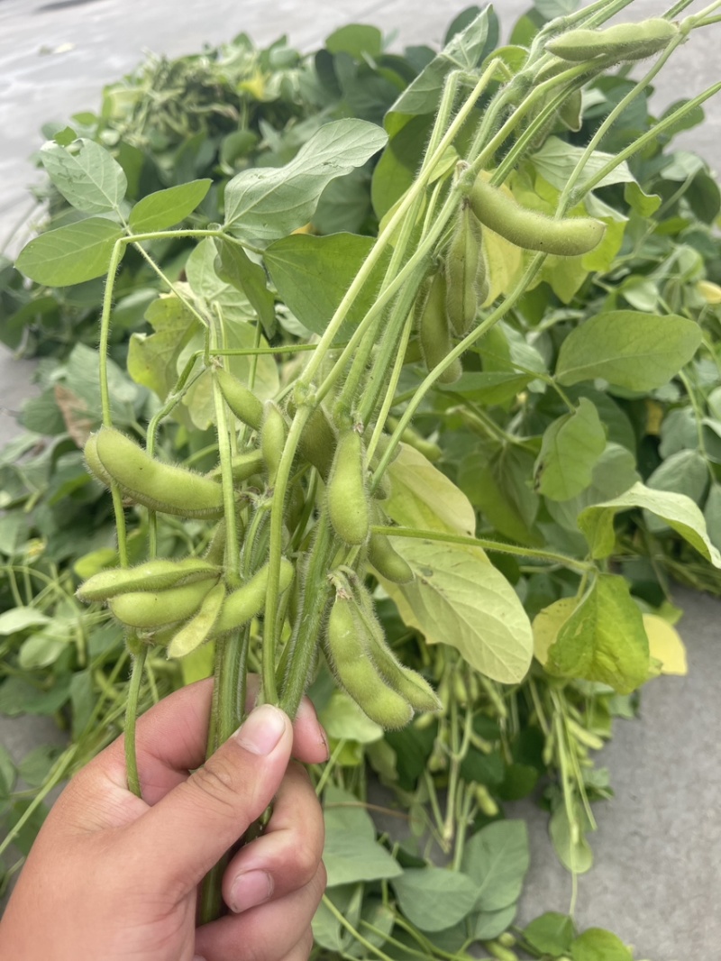 大棚精品翠绿宝上市