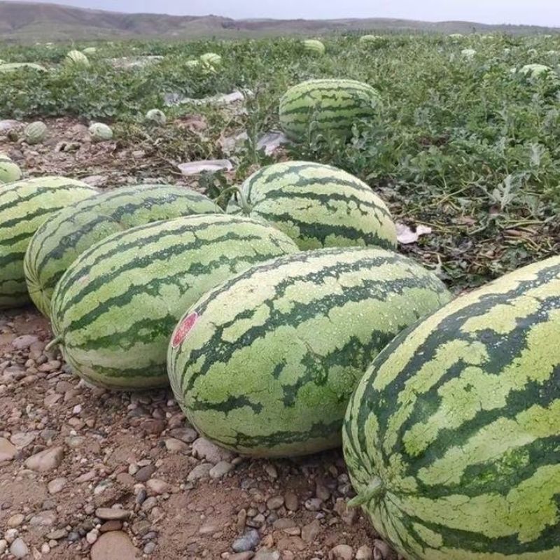 【实力商家】金花一号，西部干旱地的晒砂瓜甜度高水分足