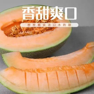 安阳晓蜜25号西州蜜哈密瓜大量供应皮薄多汁品质保证