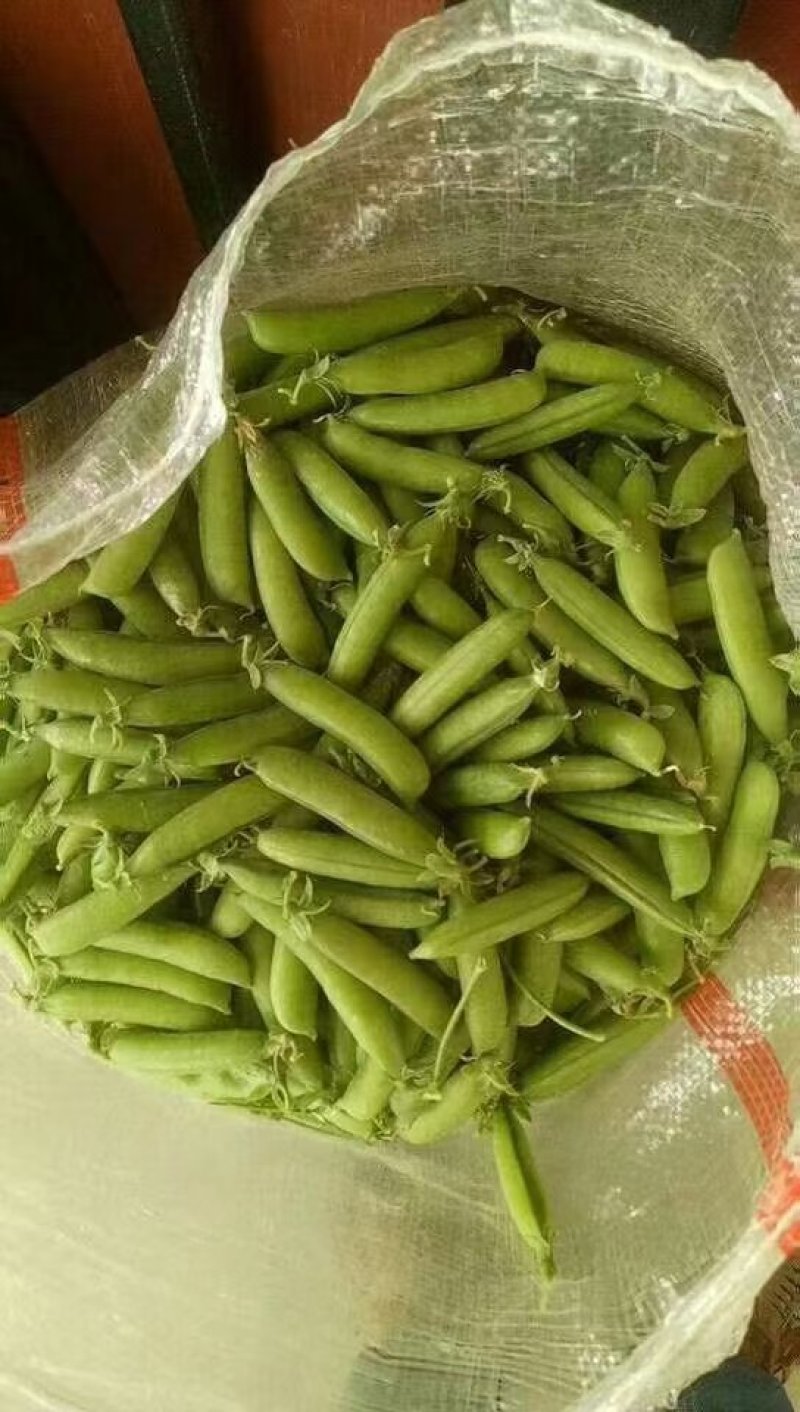 【优选】优质豌豆荚一手货源品质保证量大从优