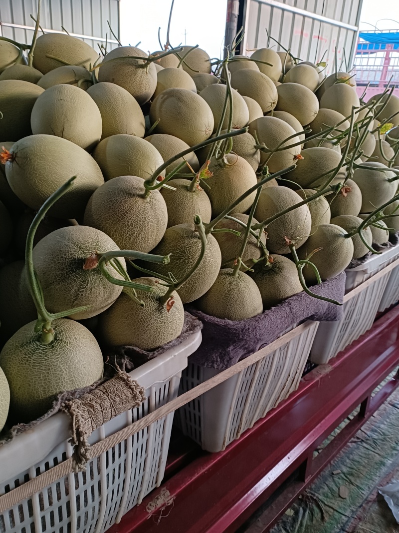 安阳晓蜜25号西州蜜哈密瓜大量供应皮薄多汁品质保证
