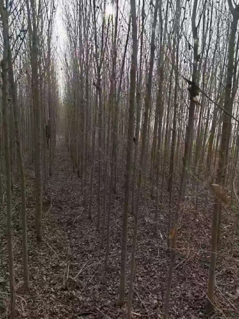 【产地批发】基地直供视频看货价格实惠量大从优欢迎采