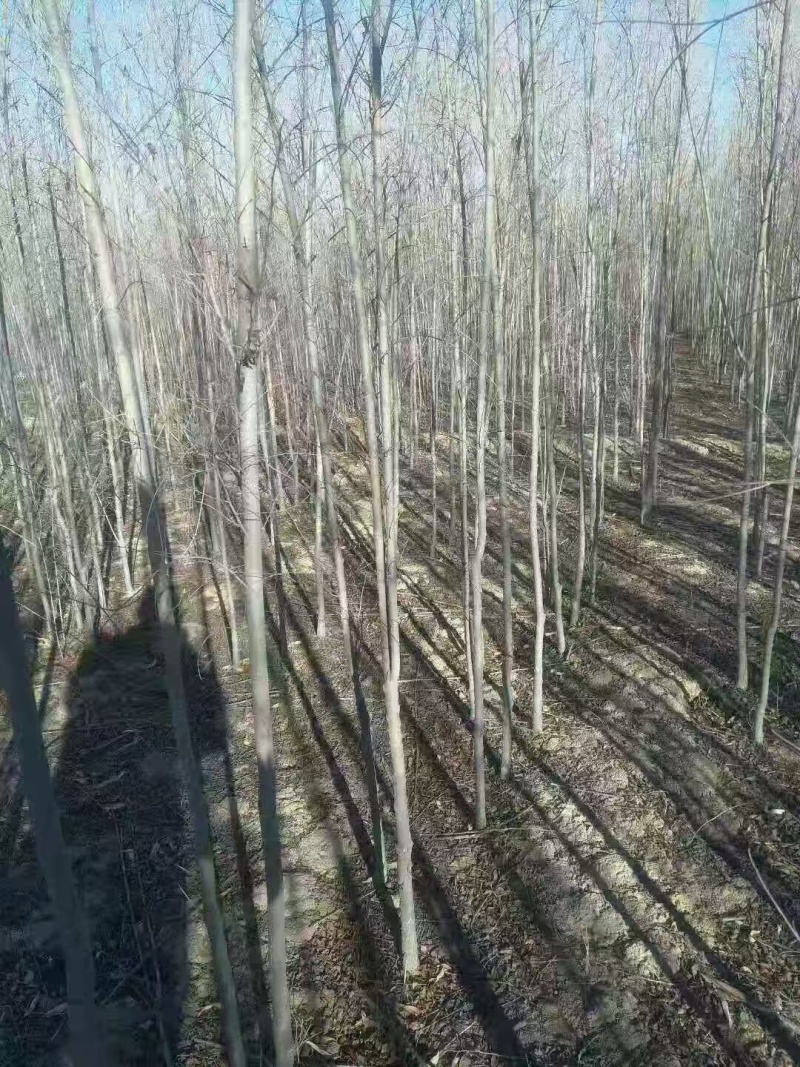 【产地批发】基地直供视频看货价格实惠量大从优欢迎采