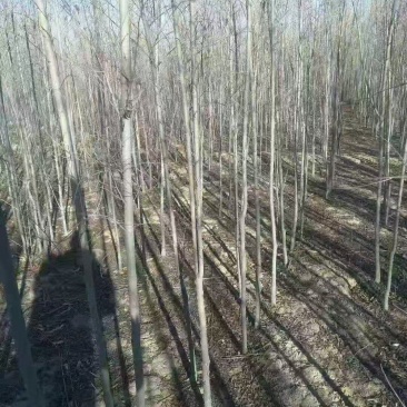 【产地批发】基地直供视频看货价格实惠量大从优欢迎采