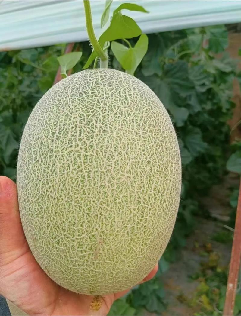 安阳晓蜜25号西州蜜哈密瓜大量供应皮薄多汁品质保证