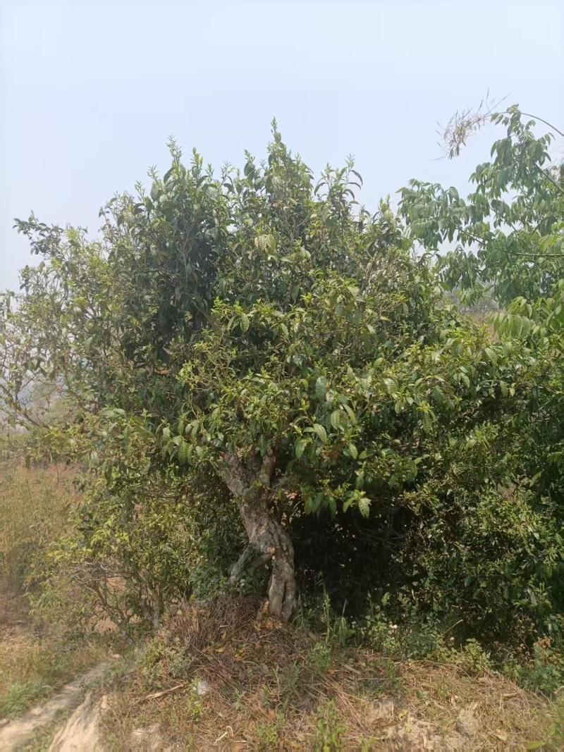 古树普洱茶，产地直销，树龄100年以上，口感回味。