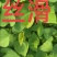 批发脱毒红薯地瓜种苗